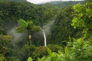 tropikal ekvatoral yagmur ormanlari