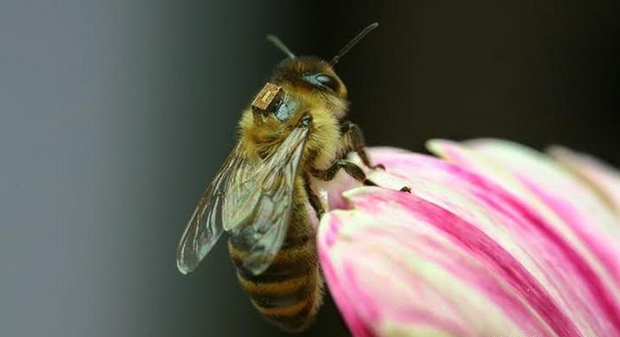 soyu tükenmekte olan hayvanlar avrupa bal arısı