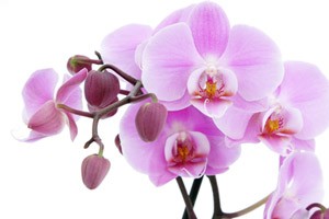 evde orkide nasil yetistirilir gunluk bakimi nasil yapilmali