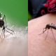 Sivrisinek ısırığı kaşıntısını ne geçirir?