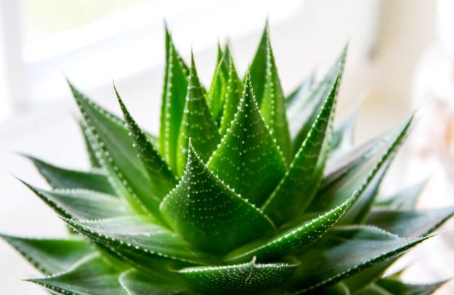 aloevera nedir faydalari nelerdir