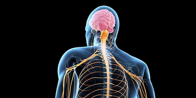 als kafa sinir omirilik bel