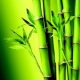 Bambu Nedir Özellikleri Nelerdir ?