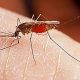 Böcek sokması böcek alerjisi belirtileri böcek sokmasına ilk yardım