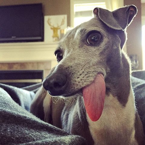 dunyada yasaklanan kopek irkifc