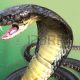 En uzun ve zehirli yılan hangisidir?