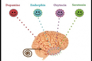 endorin dopamin serotonin oksitosin