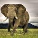 Filin ağırlığı ne kadardır, filin ne kadar yaşar