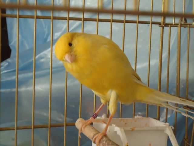 kanarya nasil beslenire