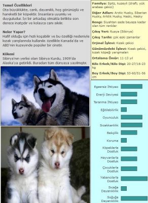 sibirya kurdu ozellikleri nelerdirdir