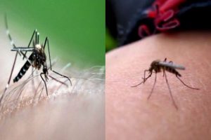 sivrisinek isirigina ne iyi gelir sivrisinek isirigina nasil gecer