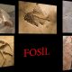 Fosilleri inceleyen bilim dalına ne denir?