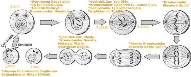 resimler mitozbolunme