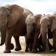 Filin ağırlığı ne kadardır, filin ne kadar yaşar?