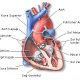 Kalp cerrahisi nedir