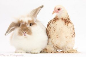 Bantam chicken and rabbit white background e
