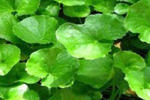 Gotu Kola Bitkisi Faydalari Ve Tedavi Yontemleri Nelerdir Takvim 2021 Gotu Kola Bitkisi Faydalari Ve Tedavi Yontemleri Nelerdir Takvim 2021