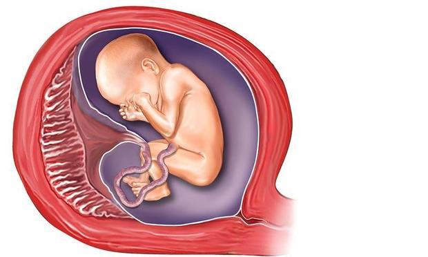 plasenta nedir bebegin plasentasi nedir saglik haberlerifc