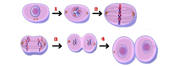 mitoz bolunme nedir mitoz bolunme evreleri hakkinda bilgiler