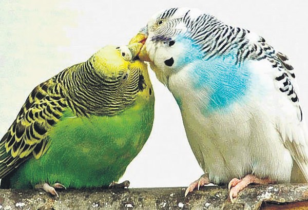 muhabbet kusunuz esini beslemek icin kusar yeni asir